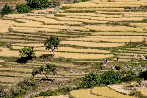 Cultivated terraces, Punakha, Bhutan