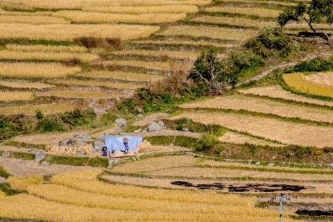 Cultivated terraces, Punakha, Bhutan