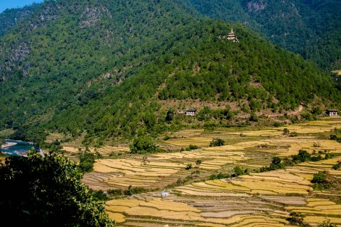 Cultivated terraces, Punakha, Bhutan