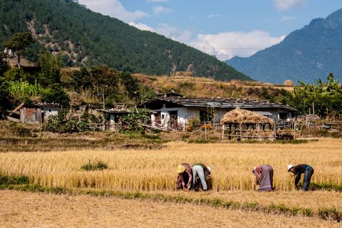 Harvesting, Punakha, Bhutan