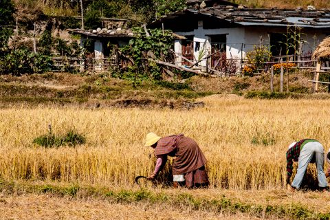 Harvesting, Punakha, Bhutan