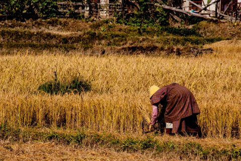 Harvesting, Punakha, Bhutan