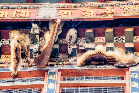 Bees honey combs, Punakha Dzong, Bhutan