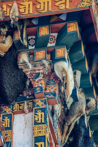 Bees honey combs, Punakha  Dzong, Bhutan