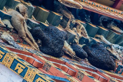 Bees honey combs, Punakha Dzong, Bhutan