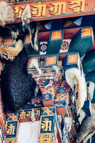 Bees honey combs, Punakha Dzong, Bhutan