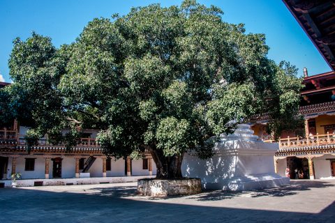 Punakha dzong, Bhutan