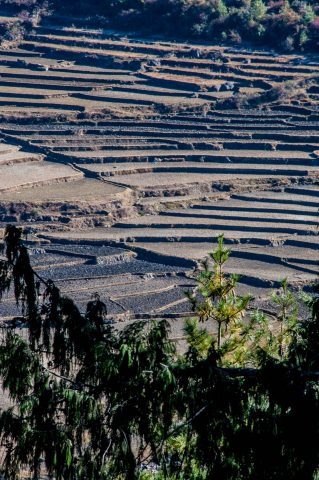 Cultivated terraces Paro Valley, Bhutan