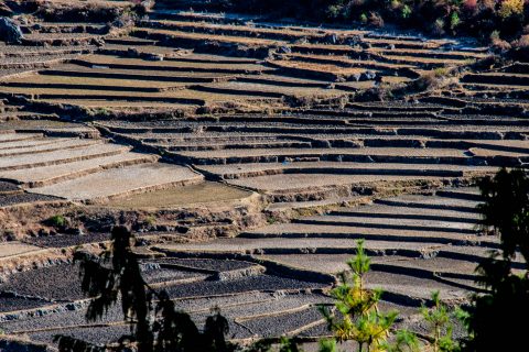 Cultivated terraces Paro Valley, Bhutan
