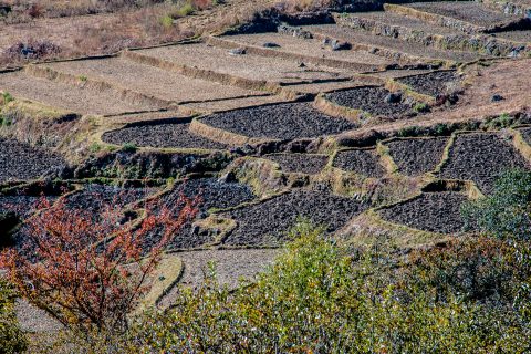 Cultivated terraces Paro Valley, Bhutan