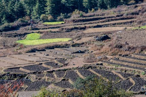 Cultivated terraces Paro Valley, Bhutan