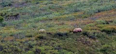 Grizzly bears, Denali NP, Alaska