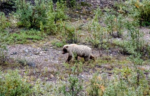 Grizzly bear, Denali NP, Alaska