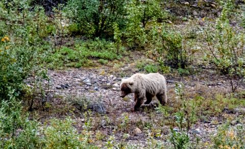 Grizzly bear, Denali NP, Alaska