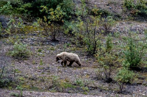 Grizzly bear, Denali NP, Alaska