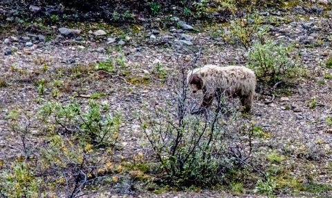 Grizzly bear, Denali NP, Alaska