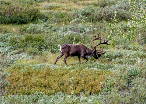 Caribou, Denali NP, Alaska