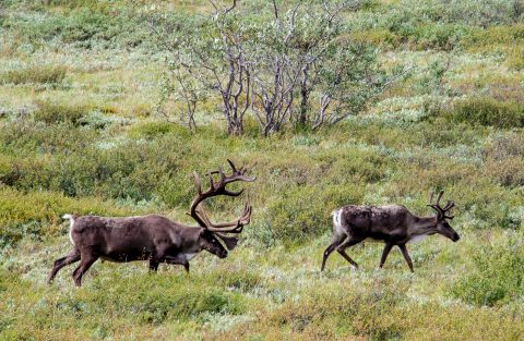 Caribou, Denali NP, Alaska