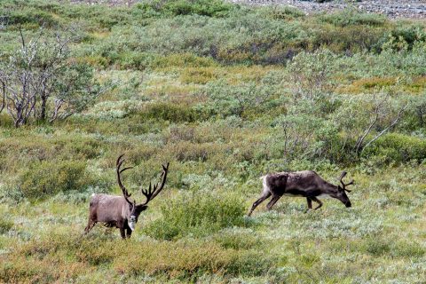 Caribou, Denali NP, Alaska