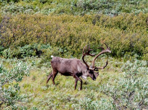 Caribou, Denali NP, Alaska