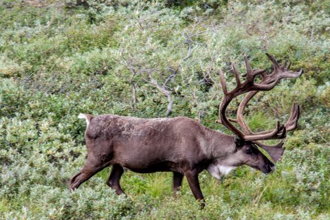 Caribou, Denali NP, Alaska