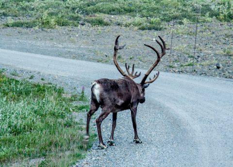 Caribou, Denali NP, Alaska