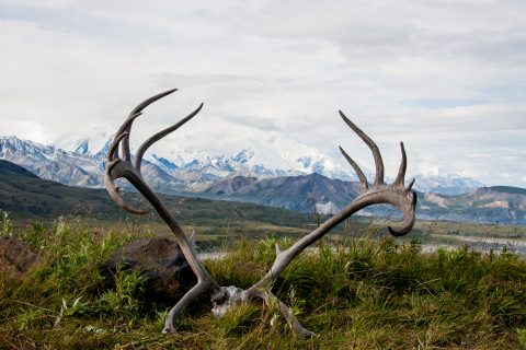 Caribou antlers  & view from Eielson Vistor Centre, Denali NP, A