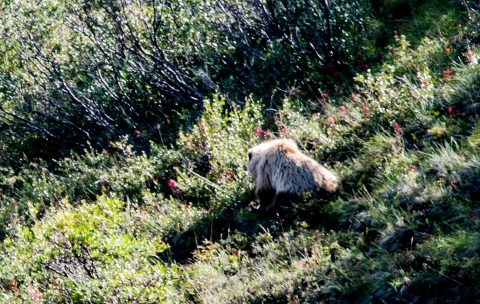 Grizzly bear, Denali NP, Alaska