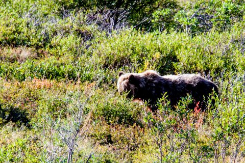 Grizzly bear, Denali NP, Alaska