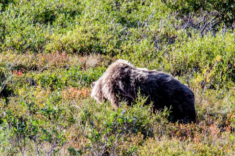 Grizzly bear, Denali NP, Alaska