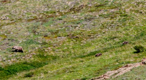 Grizzly bear mother & cubs, Denali NP, Alaska