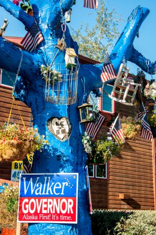 Funky tree, Fairbanks, Alaska