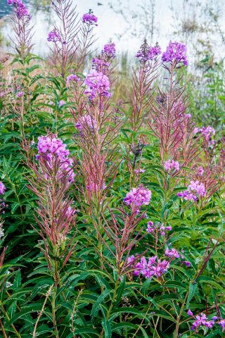 Fire weed, Carcross,  Yukon, Canada