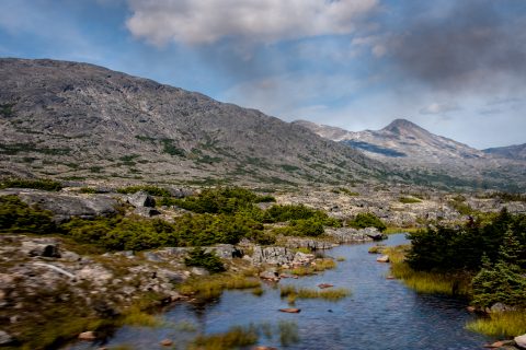Fraser Meadows  - headwaters of Yukon, Bristish Columbia, Canada