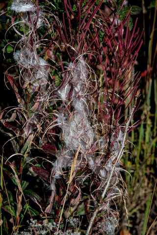 Fireweed seeds, Yukon, Canada