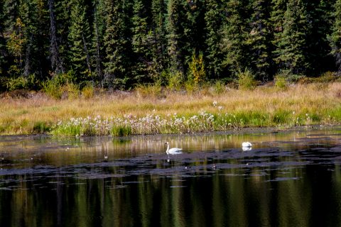 Tetlin National Wildlife Refuge, Tok,  Alaska