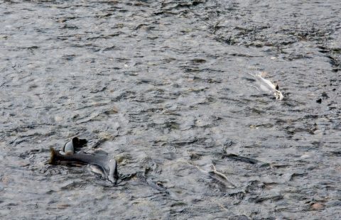 Dead salmon at Solomon Gulch Hatchery, Valdez, ALaska