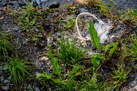 Dead salmon at Solomon Gulch Hatchery, Valdez, ALaska