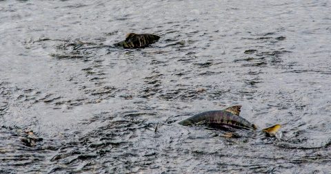 Salmon at Solomon Gulch Hatchery, Valdez, ALaska