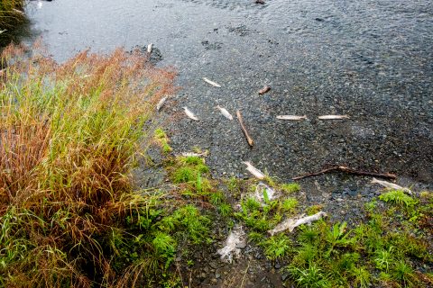 Dead salmon at Solomon Gulch Hatchery, Valdez, ALaska