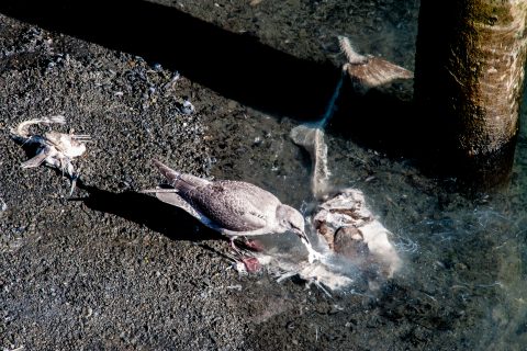 Seagull eating salmon, Seward waterfront, Alaska