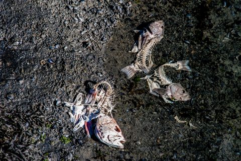 Salmon bones Seward waterfront, Alaska
