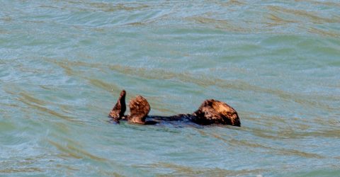 Sea otter, Resurrection Bay, Seward, Alaska