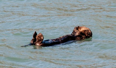 Sea otter, Resurrection Bay, Seward, Alaska