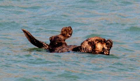 Sea otter, Resurrection Bay, Seward, Alaska