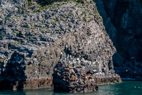 Steller Sea Lions, Resurrection Bay, Seward, Alaska