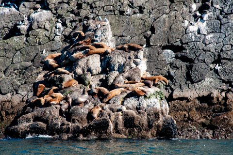 Steller Sea Lions, Resurrection Bay, Seward, Alaska
