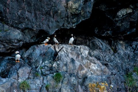 Horned Puffins, Resurrection Bay, Seward, Alaska