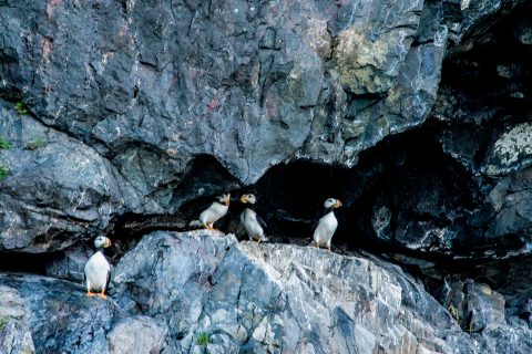 Horned Puffins, Resurrection Bay, Seward, Alaska