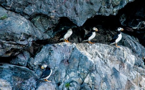 Horned Puffins, Resurrection Bay, Seward, Alaska
